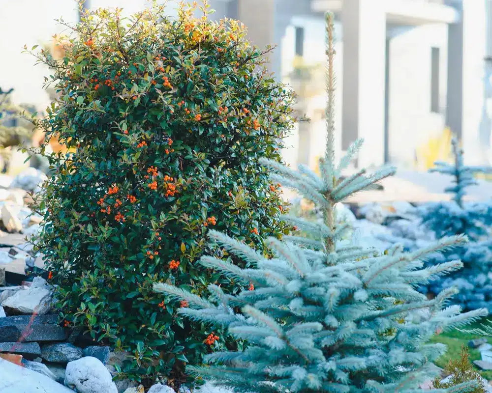 Garten im Winter gestalten Beitragsbild