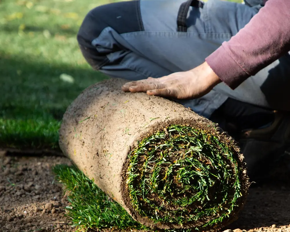 Vorteile & Nachteile von Rollrasen Beitragsbild
