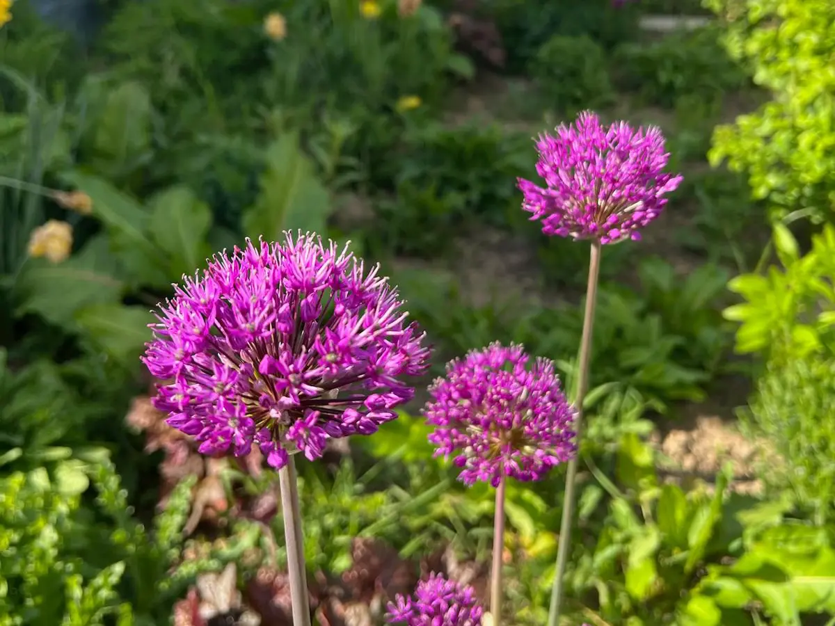 Gartenbau_Galerie-Referenz